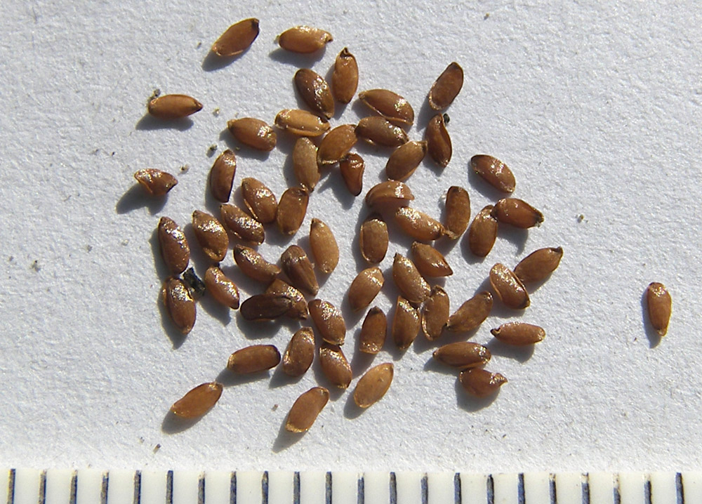Image of Campanula alliariifolia specimen.