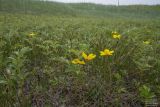 Potentilla подвид groenlandica