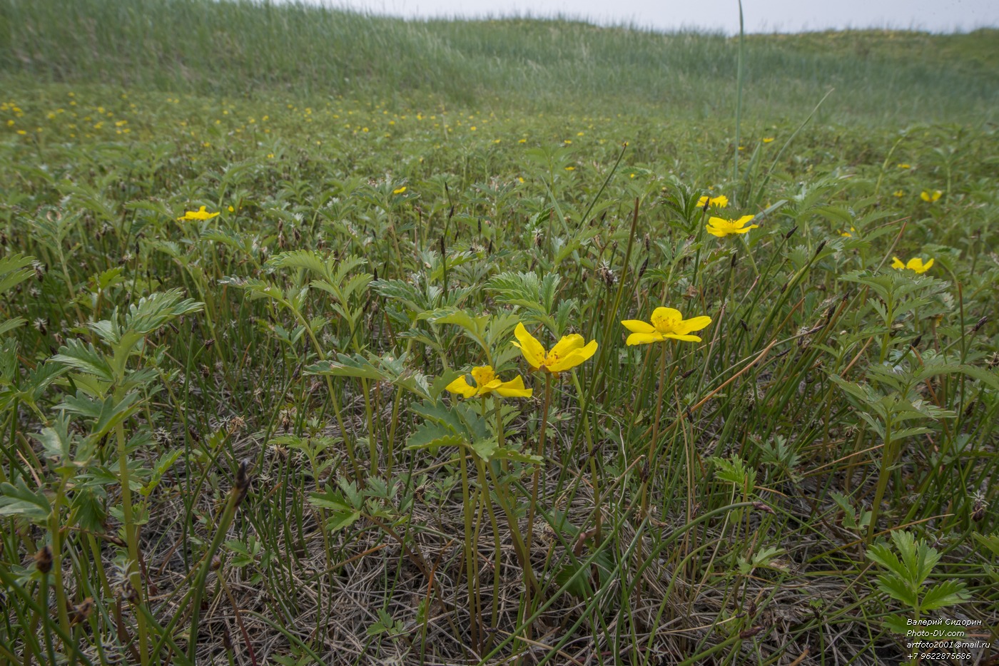 Image of Potentilla anserina ssp. groenlandica specimen.