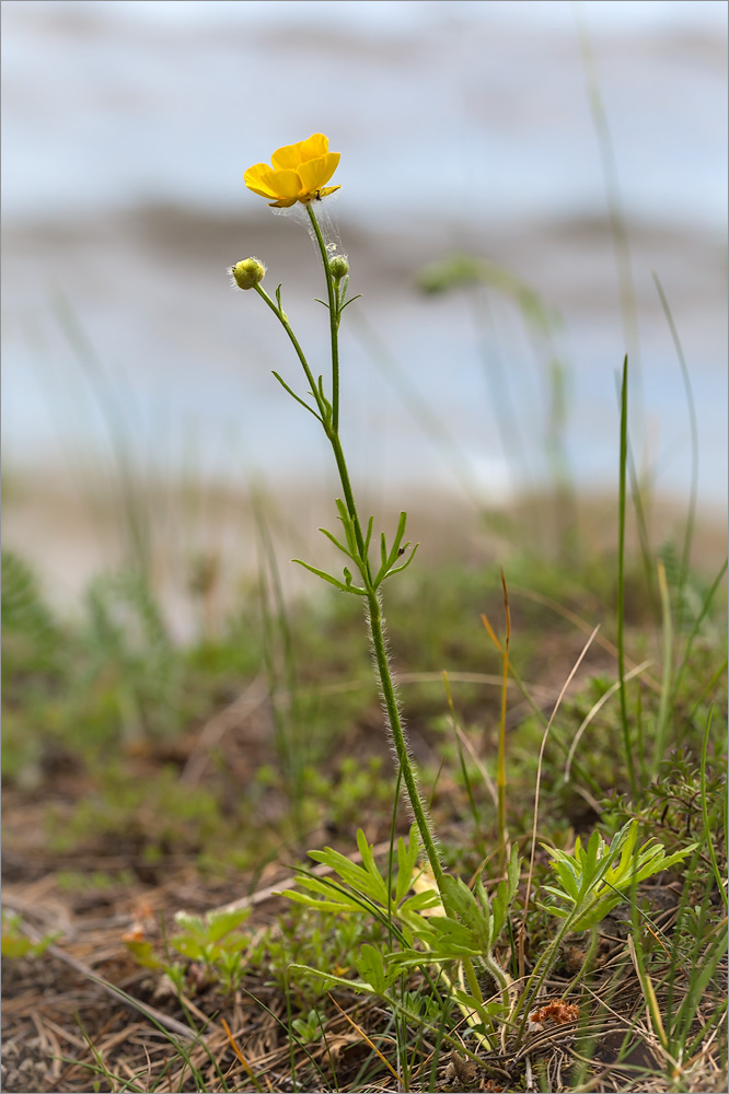 Image of Ranunculus polyanthemos specimen.