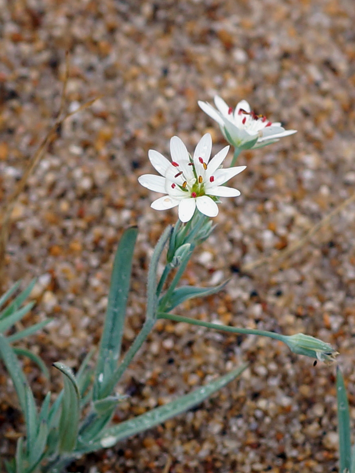 Изображение особи Stellaria dahurica.