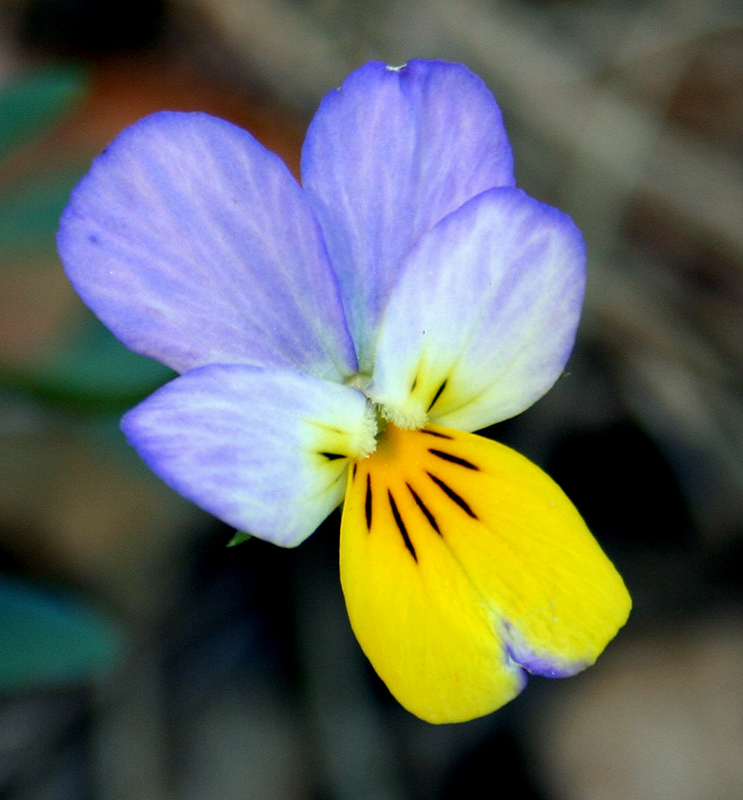 Image of Viola tricolor specimen.
