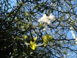 Poncirus trifoliata