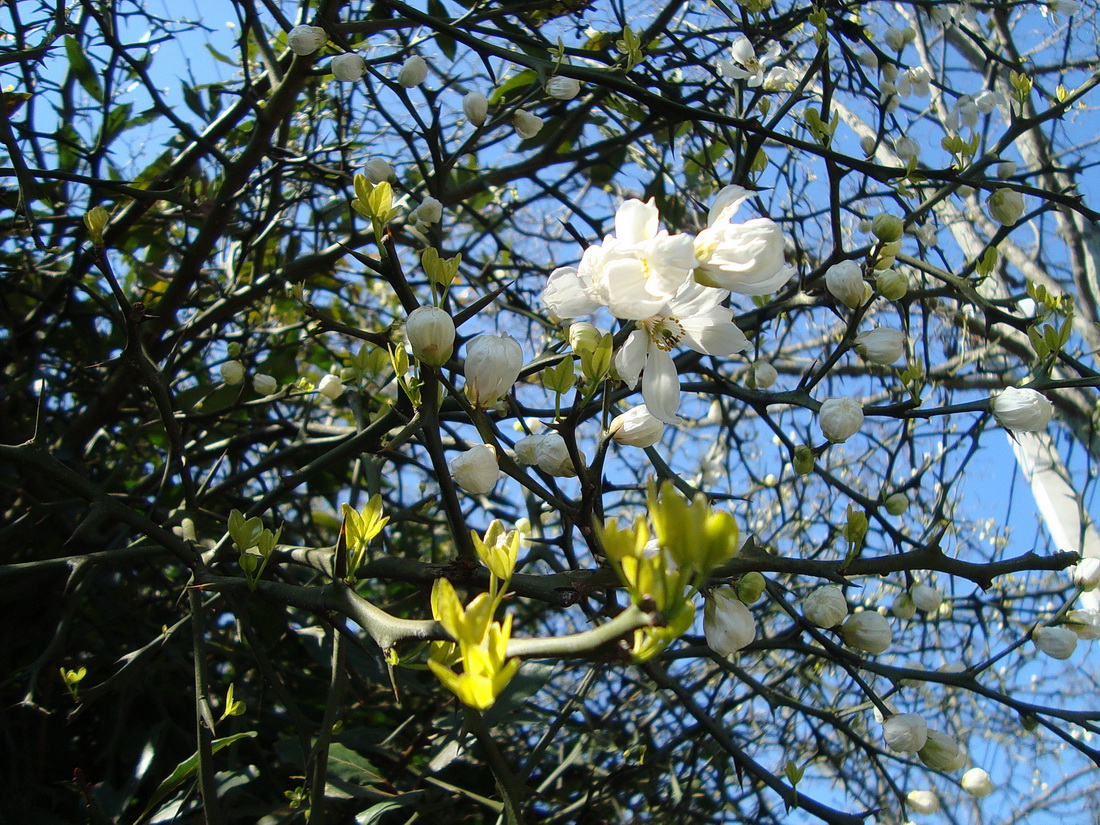 Image of Poncirus trifoliata specimen.