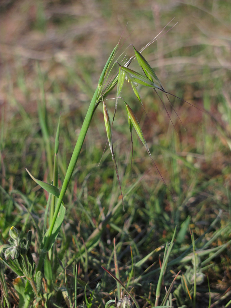 Image of Avena clauda specimen.