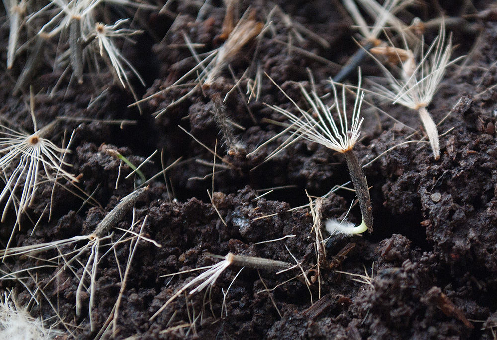 Image of Arnica montana specimen.