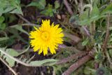 род Taraxacum