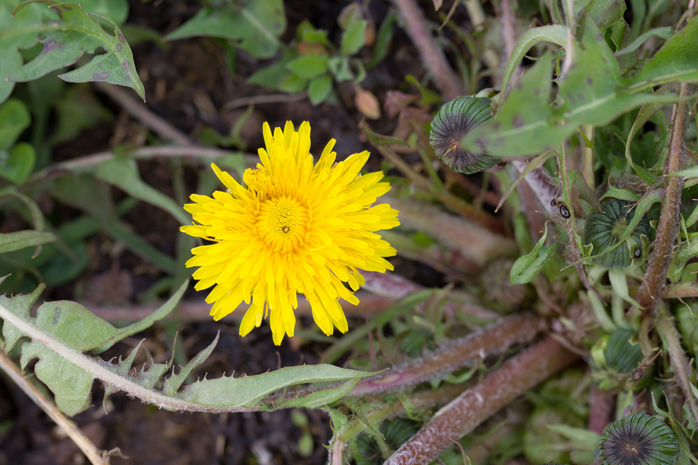 Изображение особи род Taraxacum.