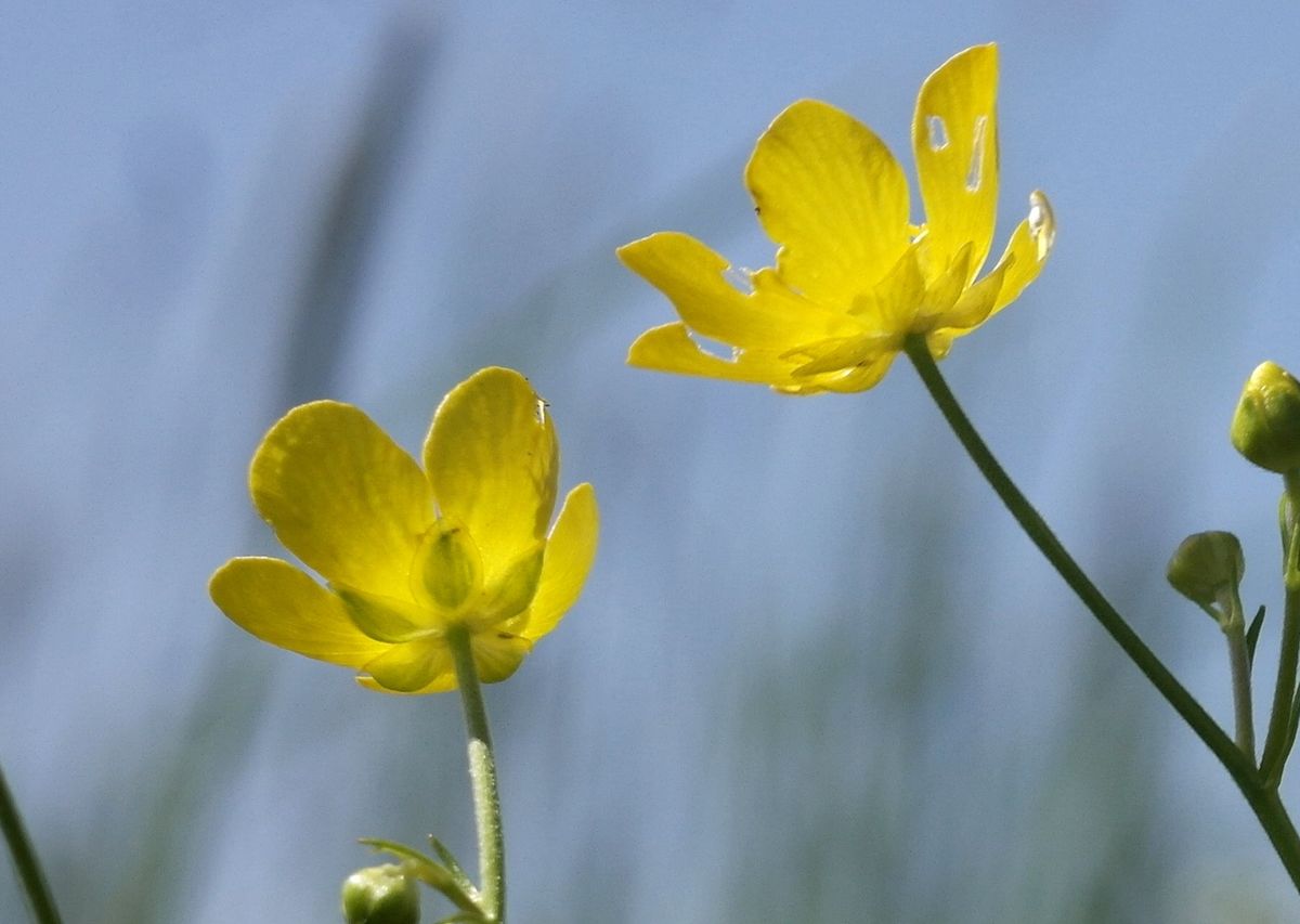 Изображение особи Ranunculus pedatus.