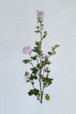 Malva thuringiaca