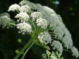 Angelica cincta