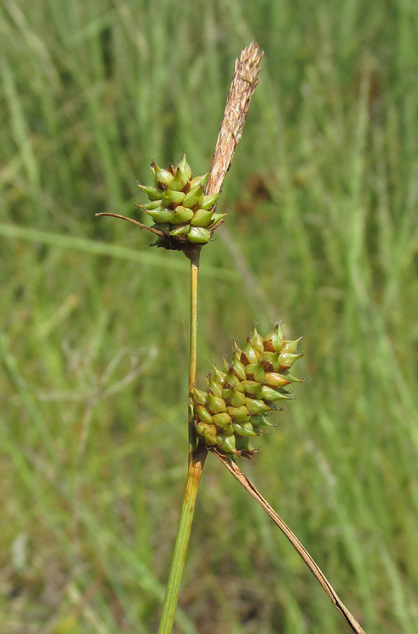 Image of Carex extensa specimen.