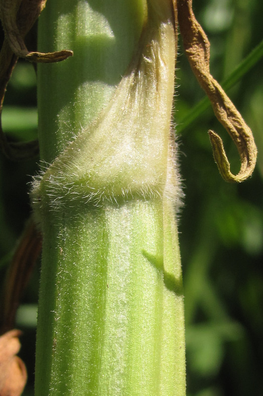 Image of Valeriana grossheimii specimen.