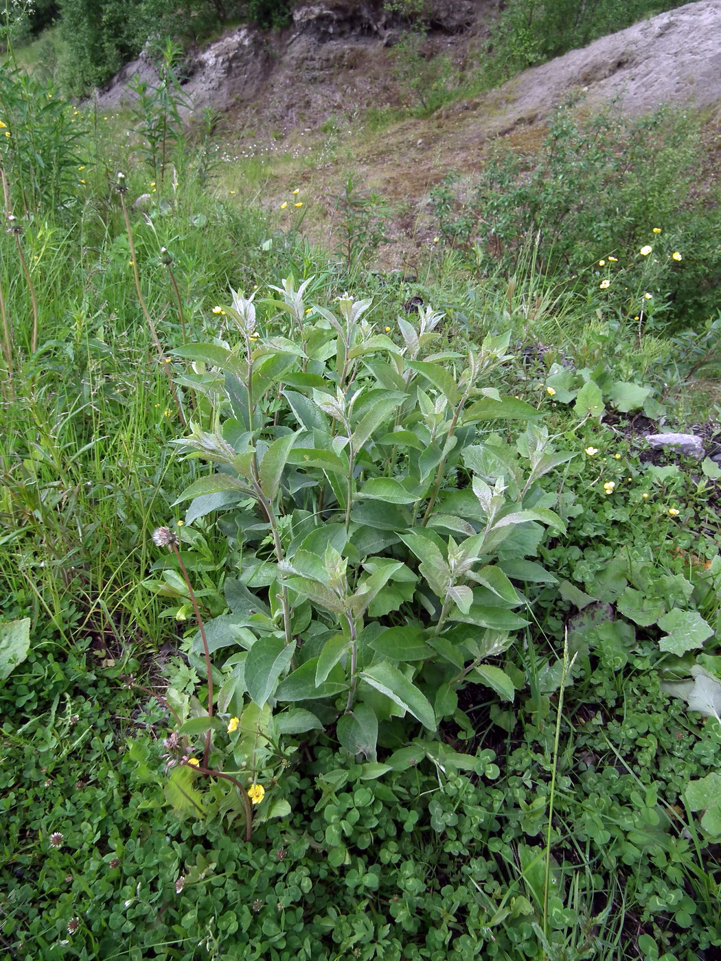 Image of Salix caprea specimen.