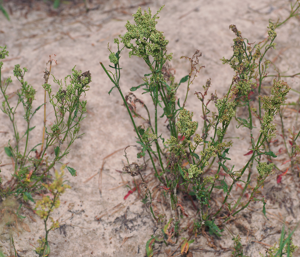 Изображение особи Rumex acetosella.