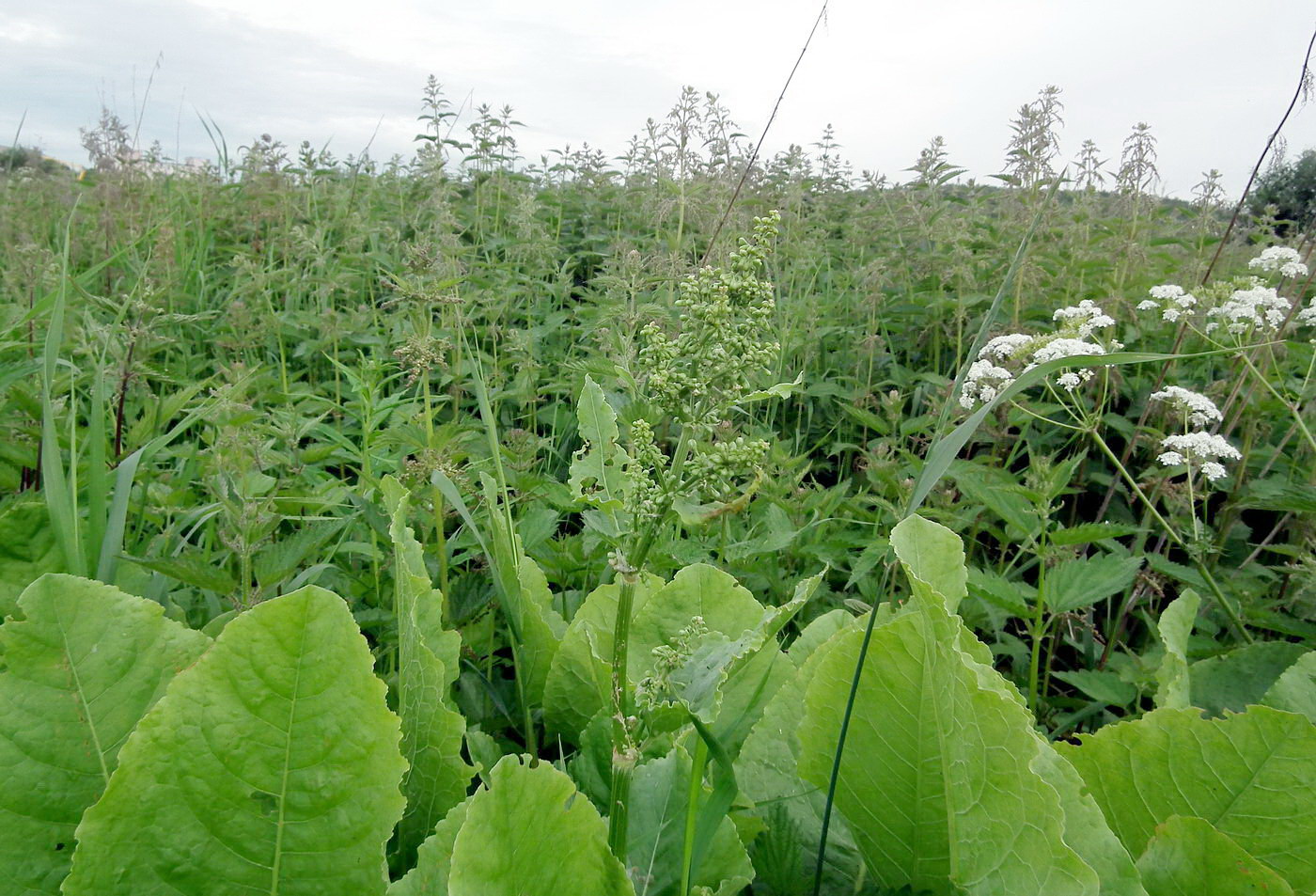 Изображение особи Rumex confertus.