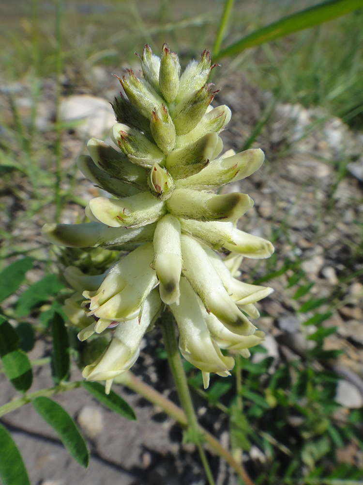 Изображение особи Astragalus uliginosus.