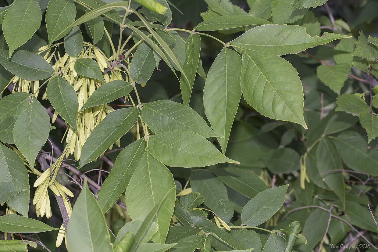 Image of Fraxinus pennsylvanica specimen.