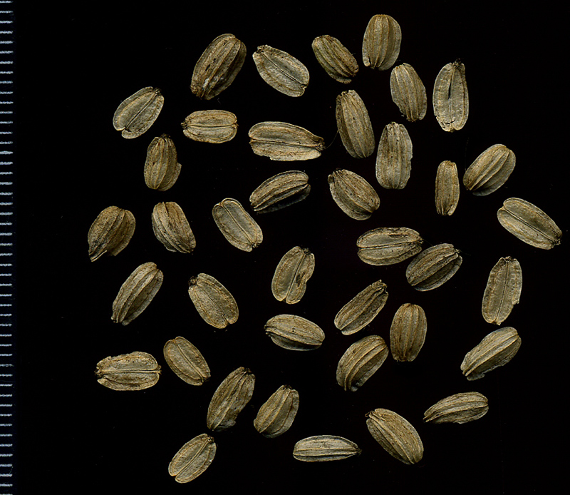 Image of Archangelica officinalis specimen.