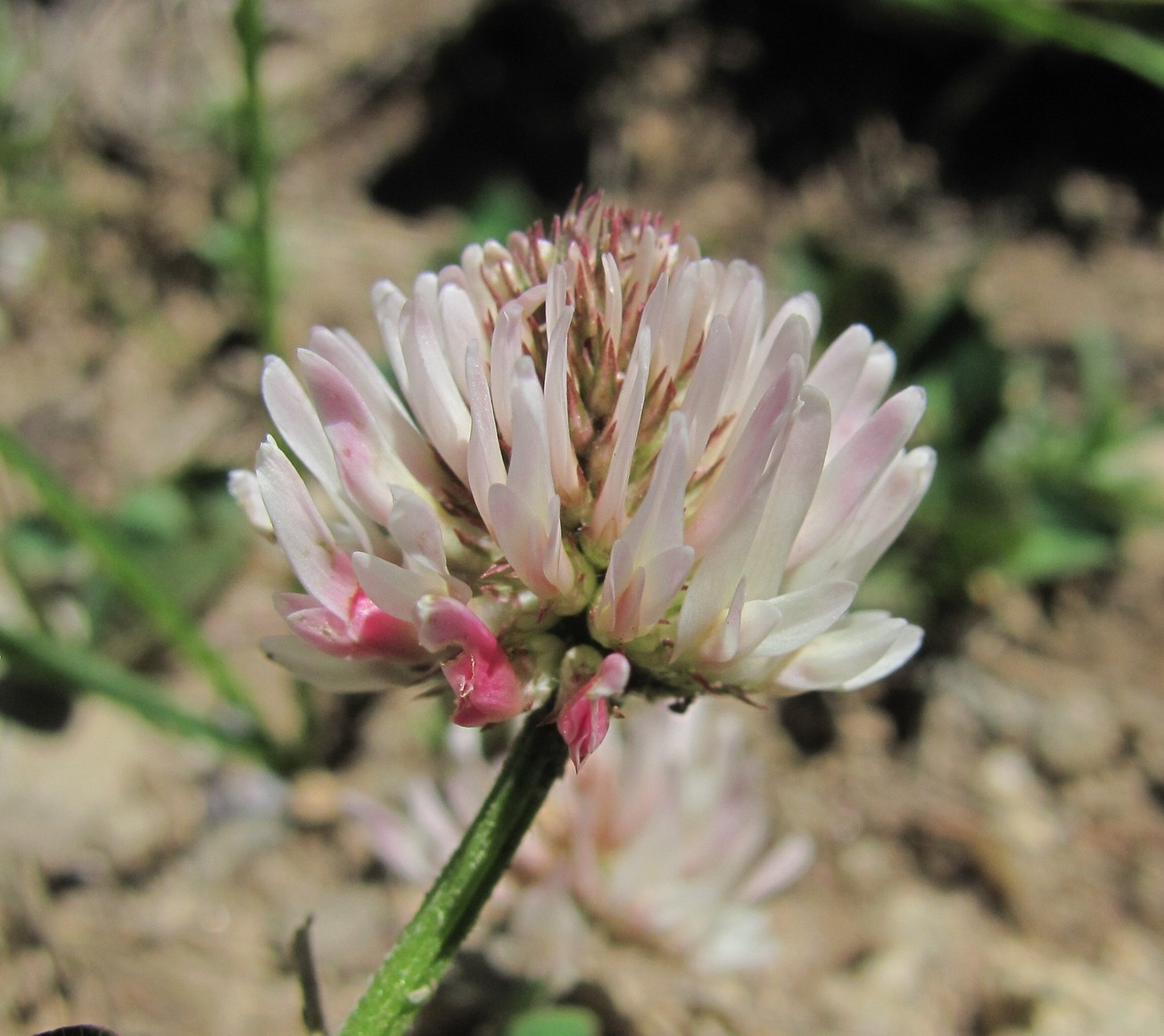 Image of Trifolium ambiguum specimen.