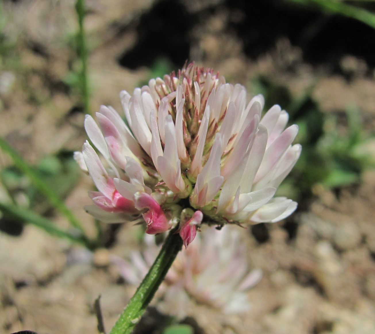 Изображение особи Trifolium ambiguum.