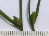 Carex remota