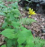 Prenanthes abietina