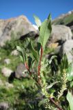 Salix kuznetzowii