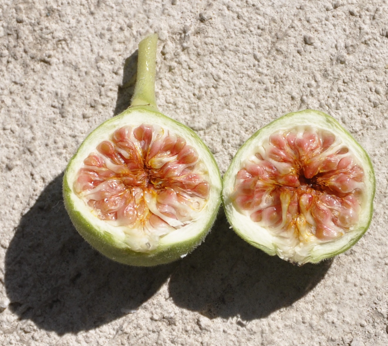 Image of genus Ficus specimen.