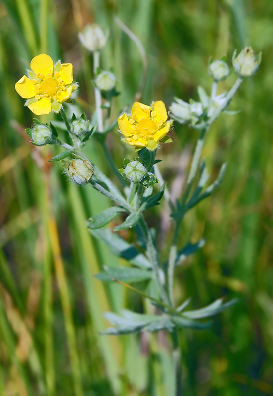 Изображение особи Potentilla argentea.