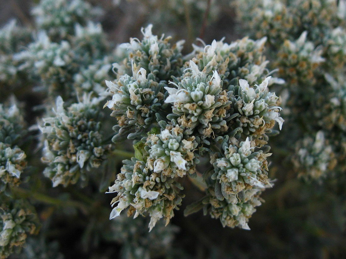 Image of Teucrium capitatum specimen.