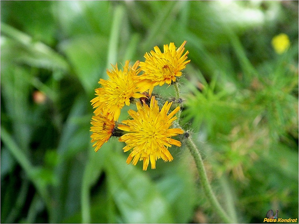 Image of genus Pilosella specimen.