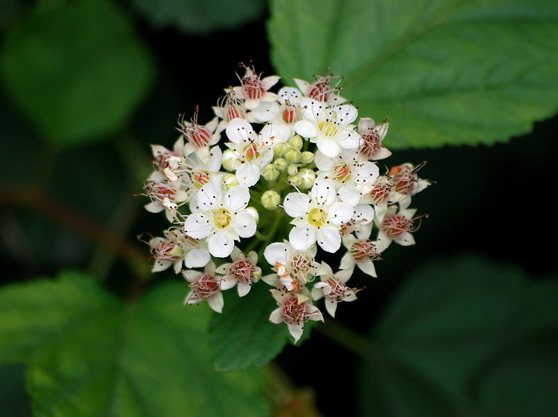 Изображение особи Physocarpus opulifolius.