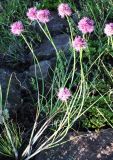 Allium montanostepposum