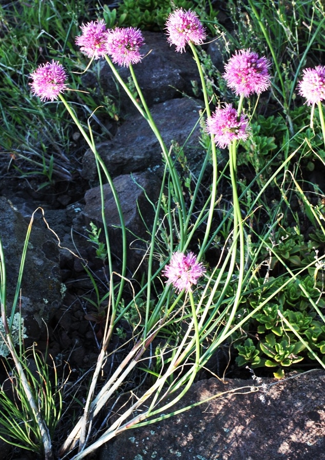 Image of Allium montanostepposum specimen.