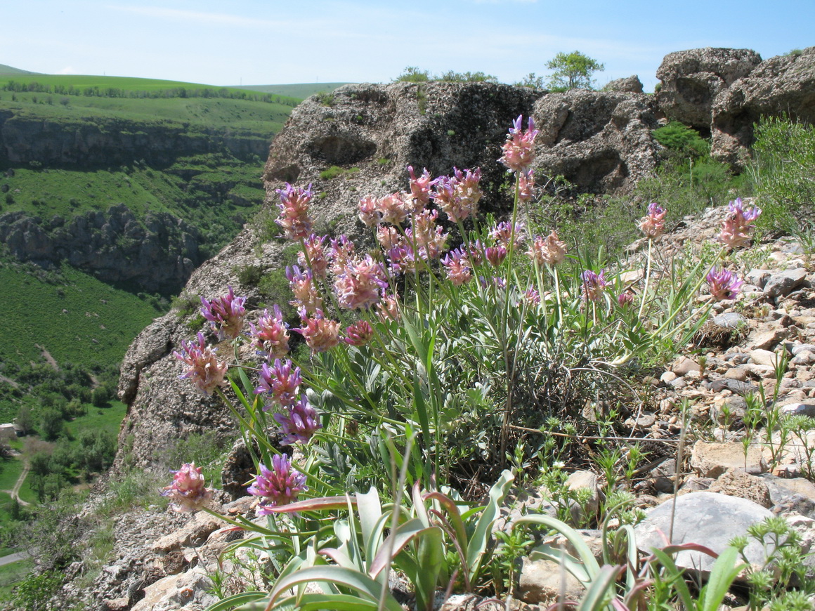 Изображение особи Astragalus schrenkianus.