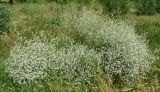 Crambe orientalis