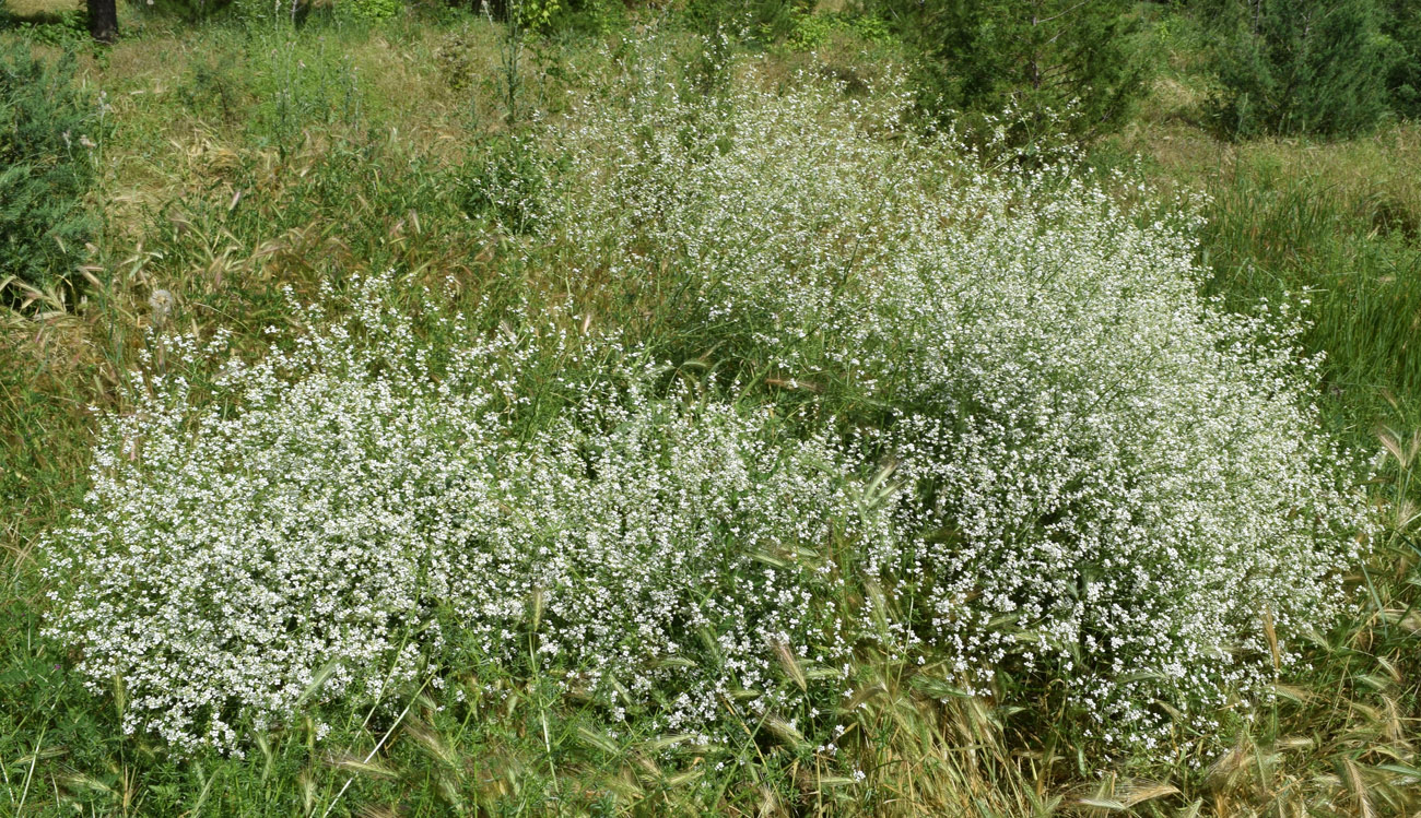 Изображение особи Crambe orientalis.