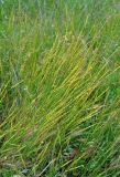 Aegilops cylindrica