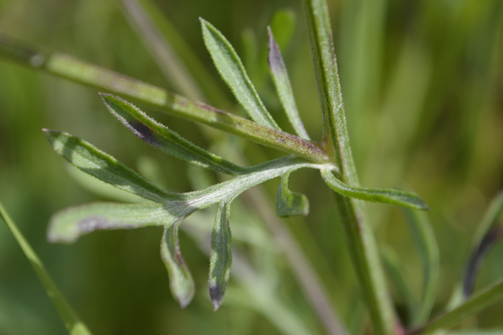 Image of Centaurea kubanica specimen.