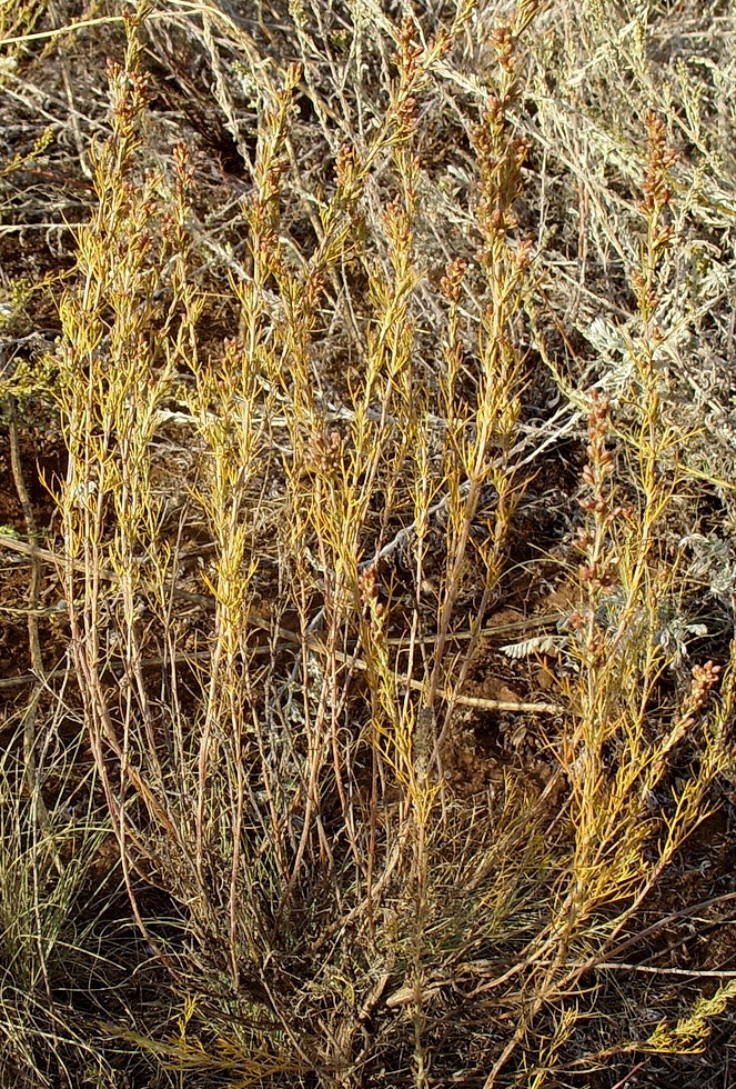 Изображение особи Artemisia lessingiana.