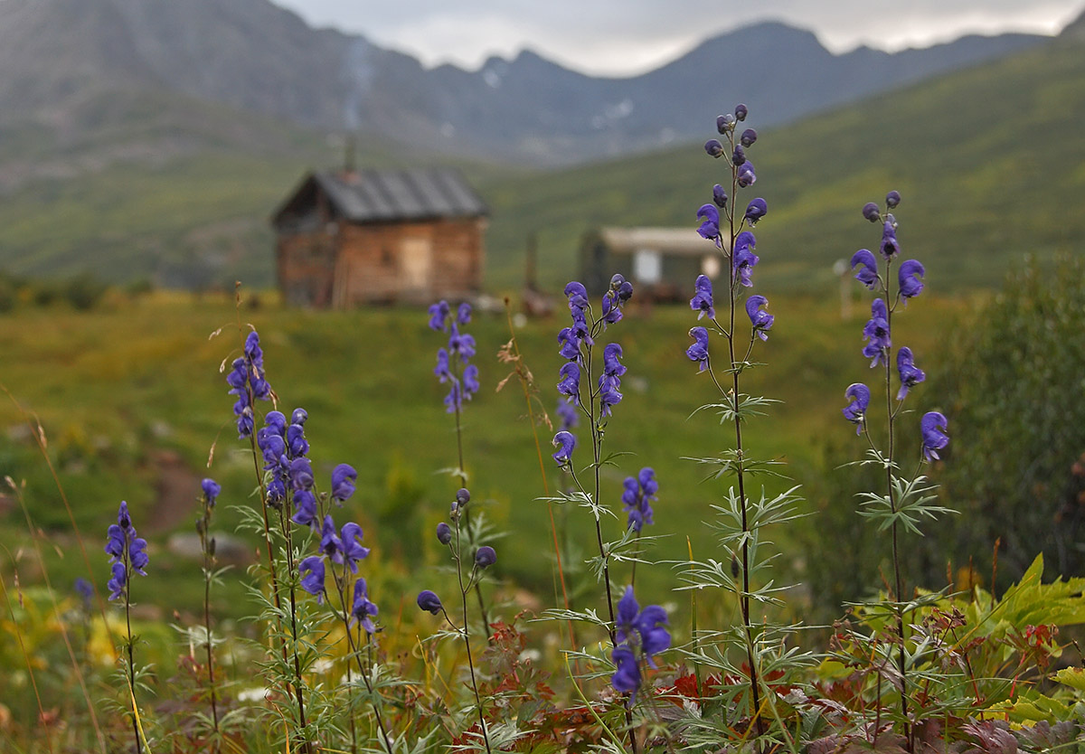 Изображение особи род Aconitum.