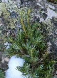 Juniperus sibirica. Верхушка веточки. Испания, Центральная Кордильера, нац. парк Сьерра-де-Гуадаррама, ок. 1600 м н.у.м. Январь.