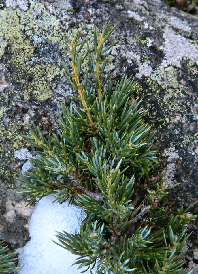 Изображение особи Juniperus sibirica.