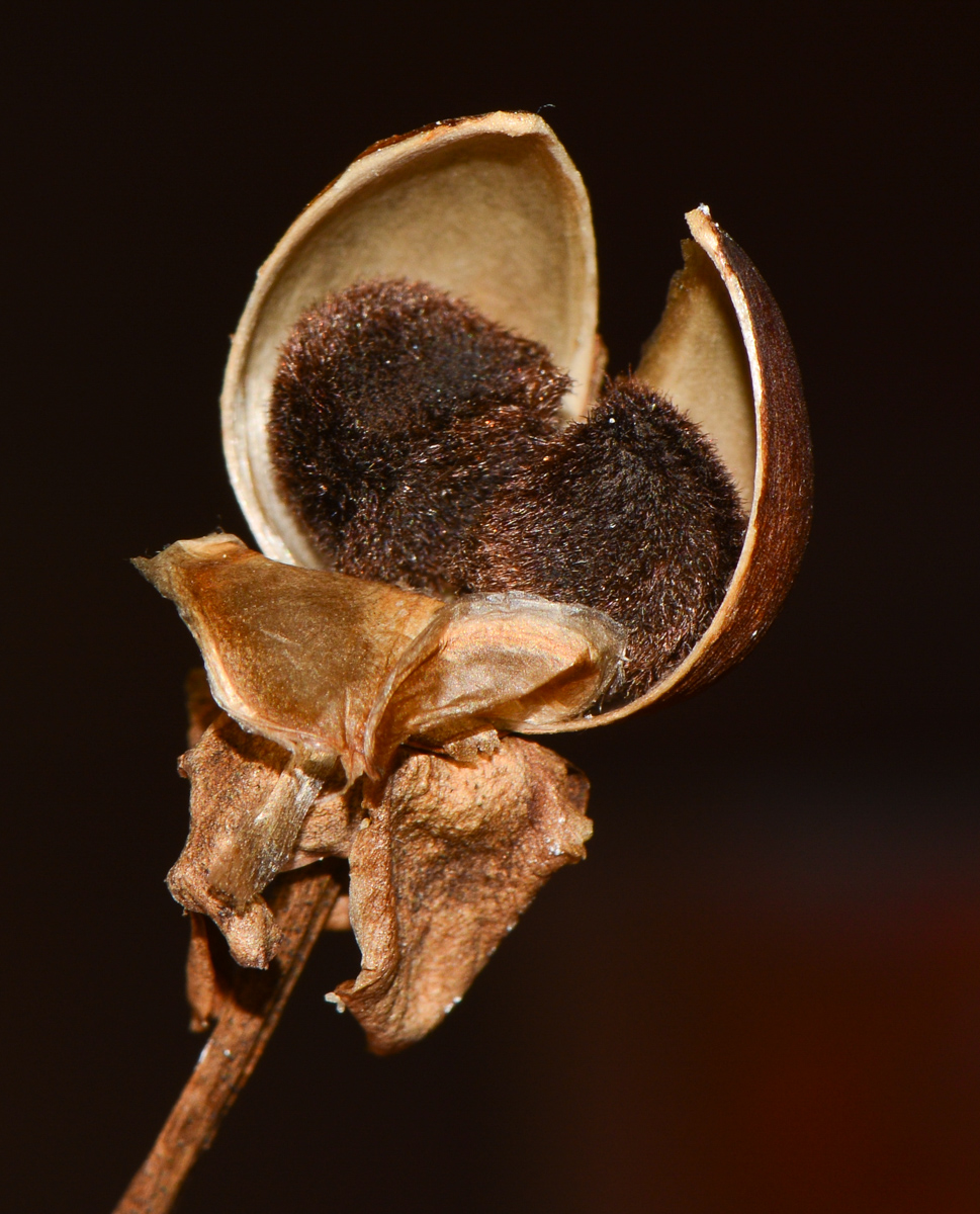 Image of Ipomoea pes-caprae specimen.