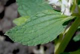 Stachys annua