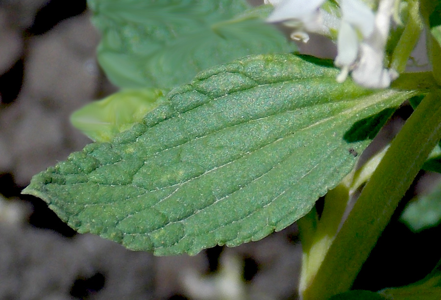 Image of Stachys annua specimen.