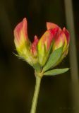 Lotus corniculatus. Соцветие с расцветающими цветками. Верхушка соцветия. Молдова, Кишинев, Ботанический сад АН Молдовы. 23.07.2014.