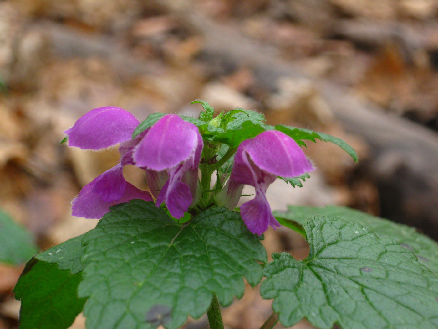 Изображение особи Lamium maculatum.