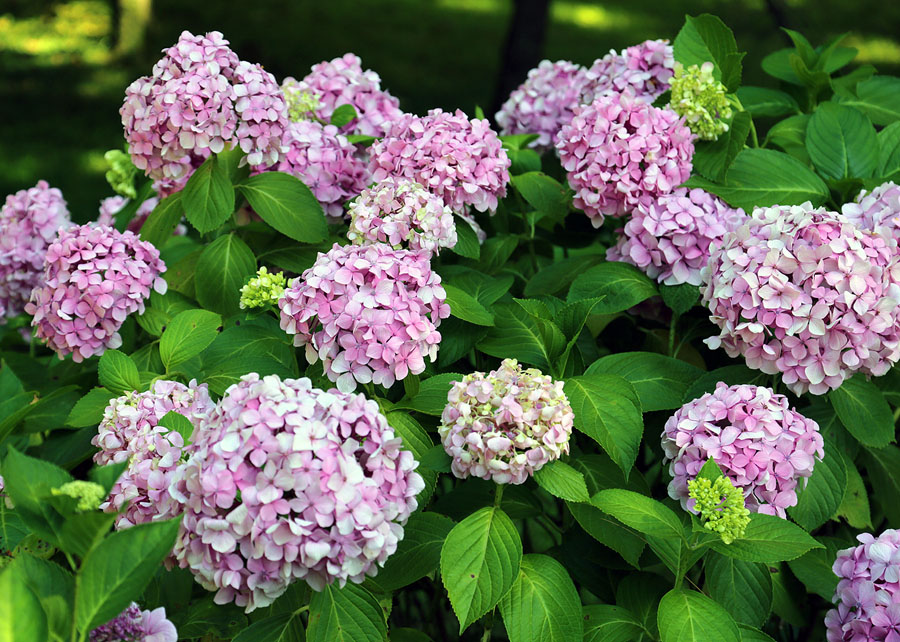 Image of Hydrangea arborescens specimen.